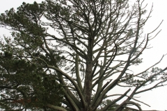 Der "Partybaum" ist ungefähr 120 Jahre alt, so schätzt man; als er ein kleiner Sprößling war, schrieb J.R.R. Tolkien seine berühmten Bücher, die Vorlagen zu den Trilogien waren.