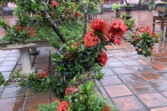 Bonsai Thien Mu Pagoda