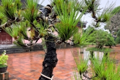 Bonsai Thien Mu Pagoda