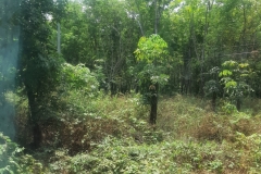 ...so grün kann es auch sein... und dann brennen sie es nieder