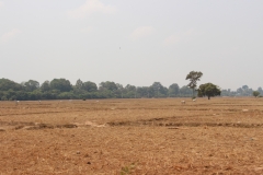 Feld in der Nähe von Siem Reap