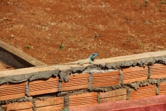 Morgendlicher Besucher