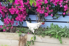 Hühnerbesuch am Camper