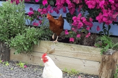 Hühnchen kommt mit Hühnerkumpel zurück