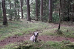 Rumo in the forest