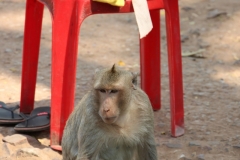 Affe am Eingang zu Angkor Thom