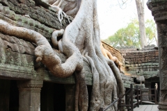 Natur erobert Ta Prohm zurück