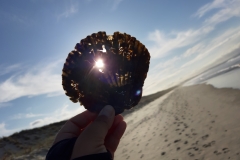 schwarze Muschel in Waipu