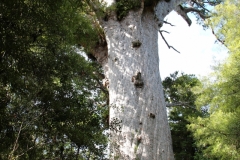 Tane Mahuta