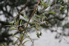 Küstengewächs im Regen