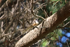 ein kleiner Begeliter auf dem Aotea -Walk