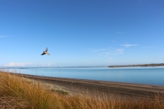 mein Begleiter schwirrt um mich