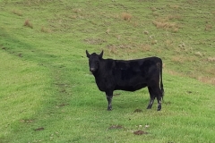 Beef in Mimiwhangata