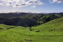 Koppeln in Whangeruru