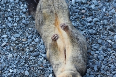 totes Possum auf der Straße