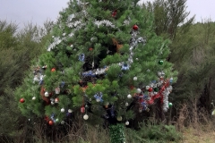 Auf dem Weg nach Nelson habe ich einen besonderen Baum gefunden =)
