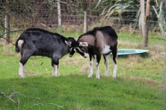 Impression aus dem "buried village" Te Wairoa