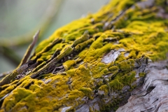 Impressionen aus Wai-O-Tapu
