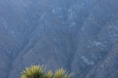 Gabbage-Tree und Berge
