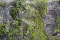 Milford Sounds