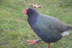 Taheke im Bird Sanctury Te Anau