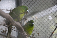 leider vergessen, welche Art das ist...