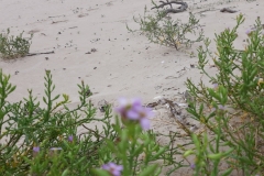 Strand in Mimiwhangata