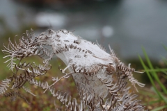 Spinnennetz - erinnert an HdR