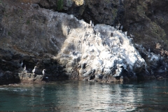 Kormorane