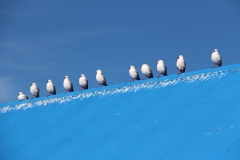 Möwenparade