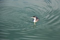 Shag