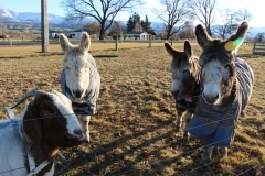die vier leisten mir aktuell Gesellschaft auf dem Campingplatz in Fairlie