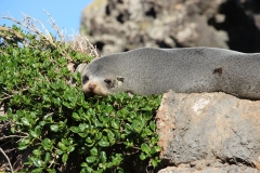 Am Cape Palliser