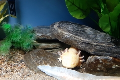 Armes Axolotl im Kiwi centre =(