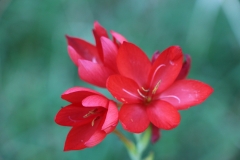roter Hingucker
