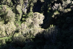 Regenwald
