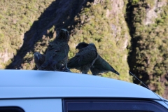 Keas auf Bessies Dach