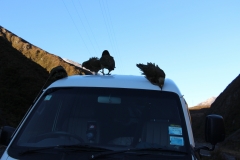 Keas