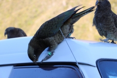 Keas