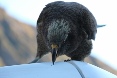 Keas