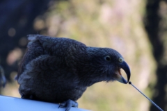 Keas