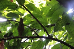 Kakaobaum