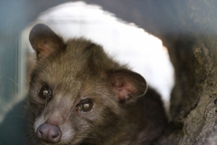 Fleckenmusang