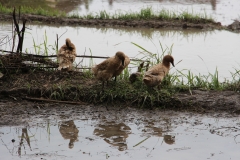 geflutetes Reisfeld, in dem sich Enten tummeln, bis der Reis angebaut wird