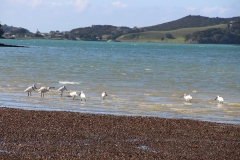 Spoonbills