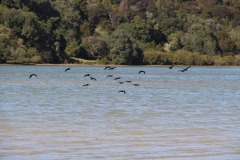 Black Shags