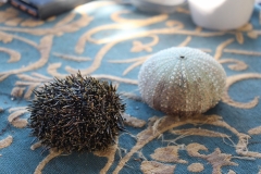 Seeigel