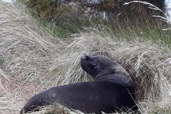 Seelöwenmännchen
