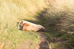 Seelöwenweibchen