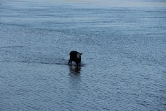 kurz vor der Abfahrt aus Newhaven kam jemand gänzlich unerwartetes übers Wasser